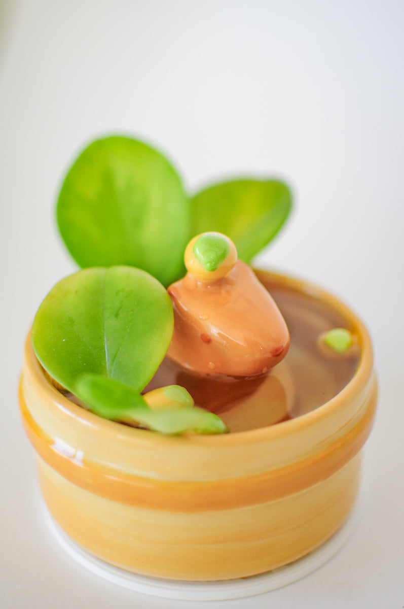 Capybara Propagation Pot — 02
