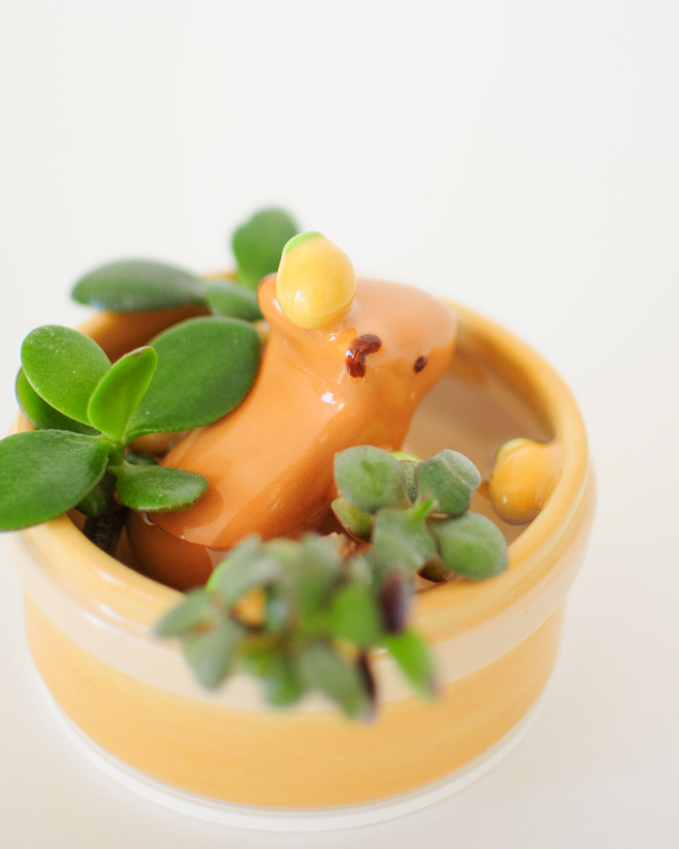 Capybara Propagation Pot — 05