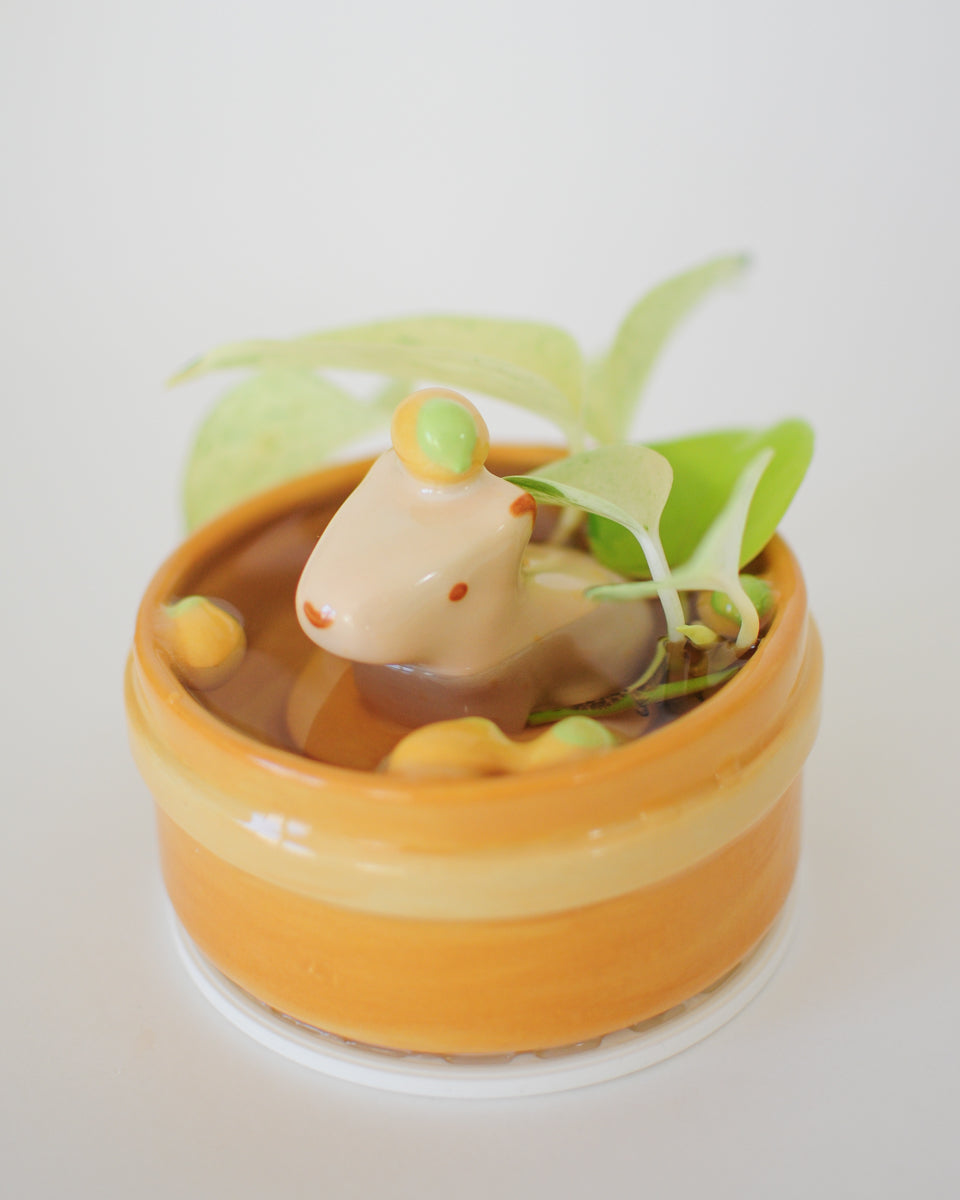 Capybara Propagation Pot — 06