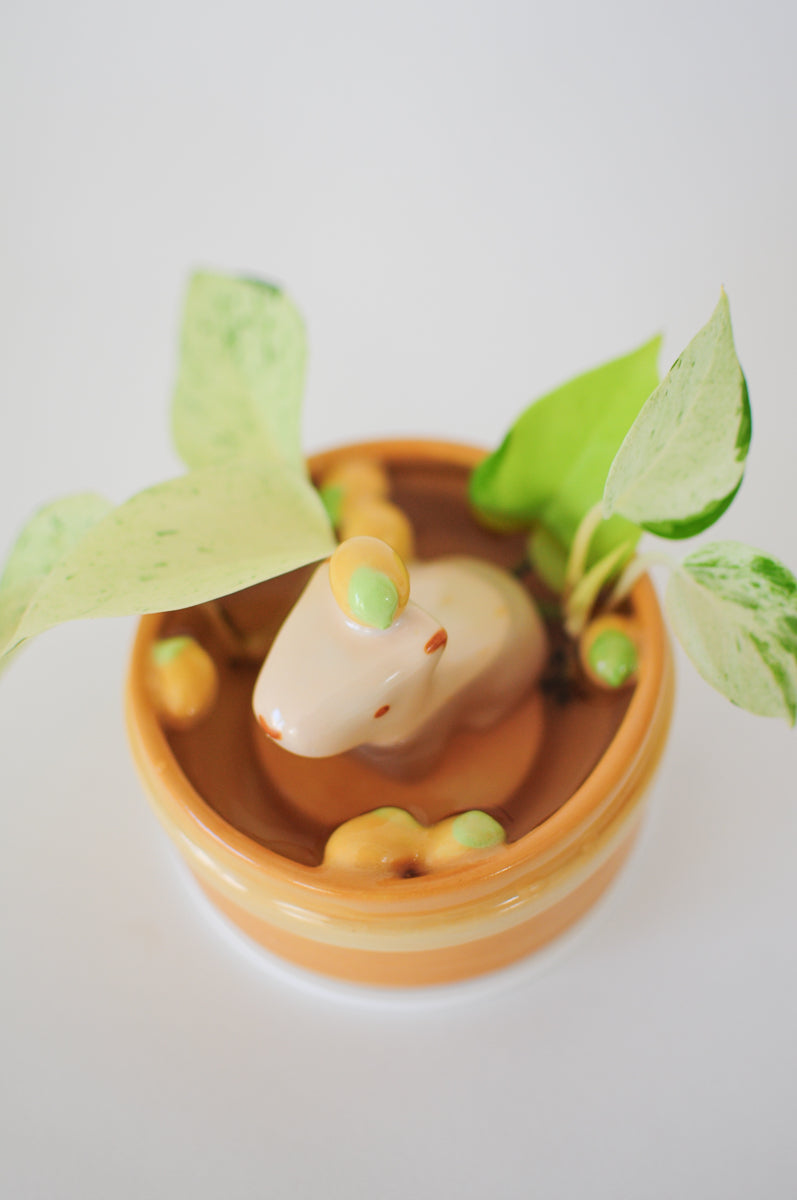 Capybara Propagation Pot — 06