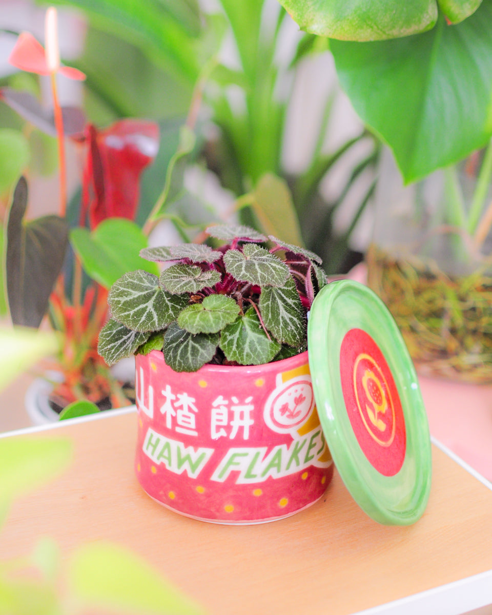 Haw Flakes planter