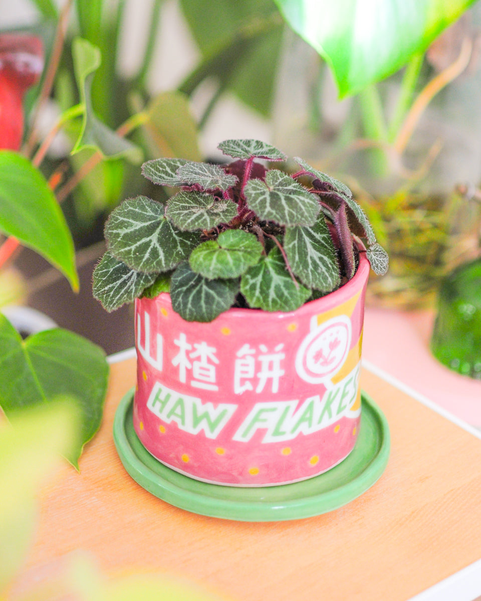 Haw Flakes planter