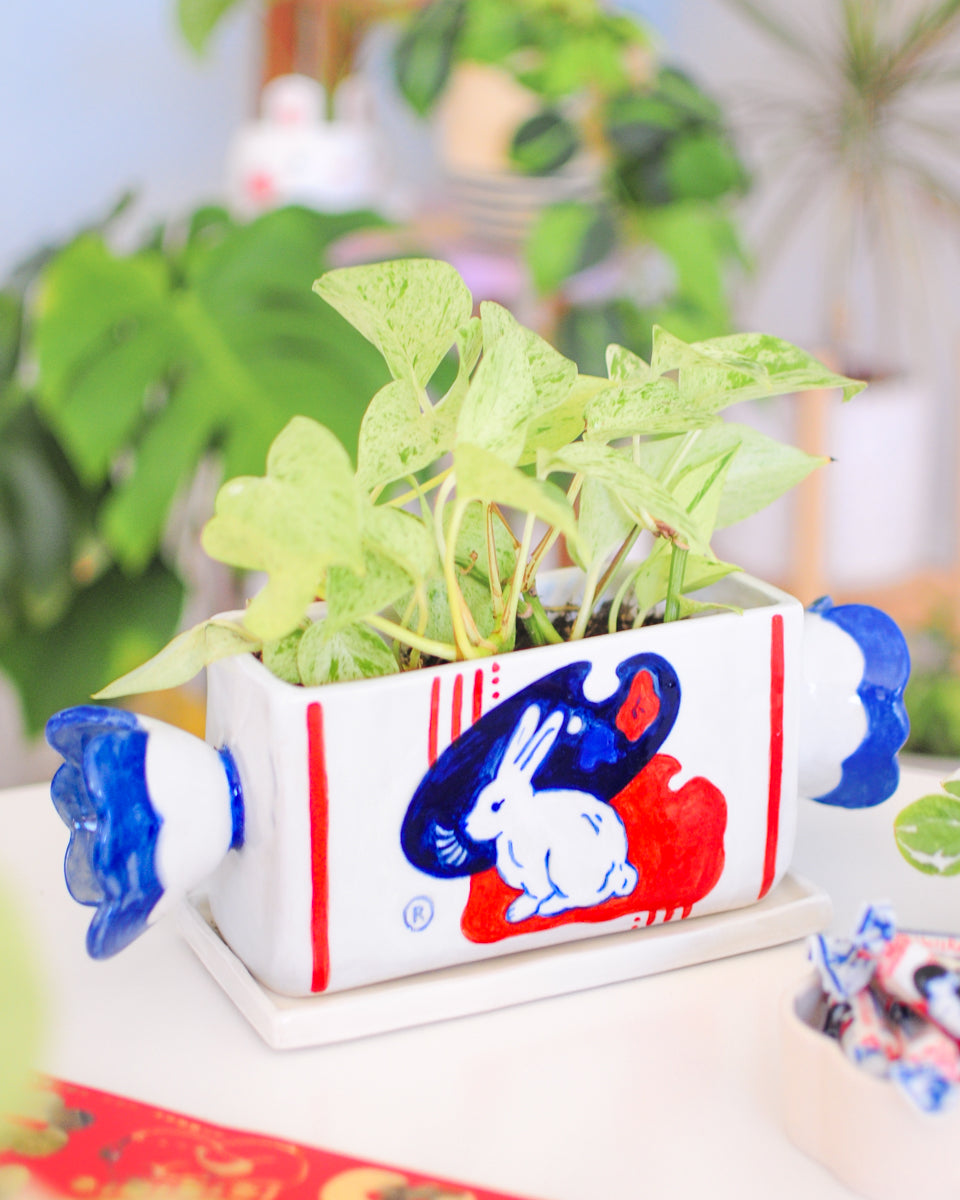 White Rabbit Candy planter