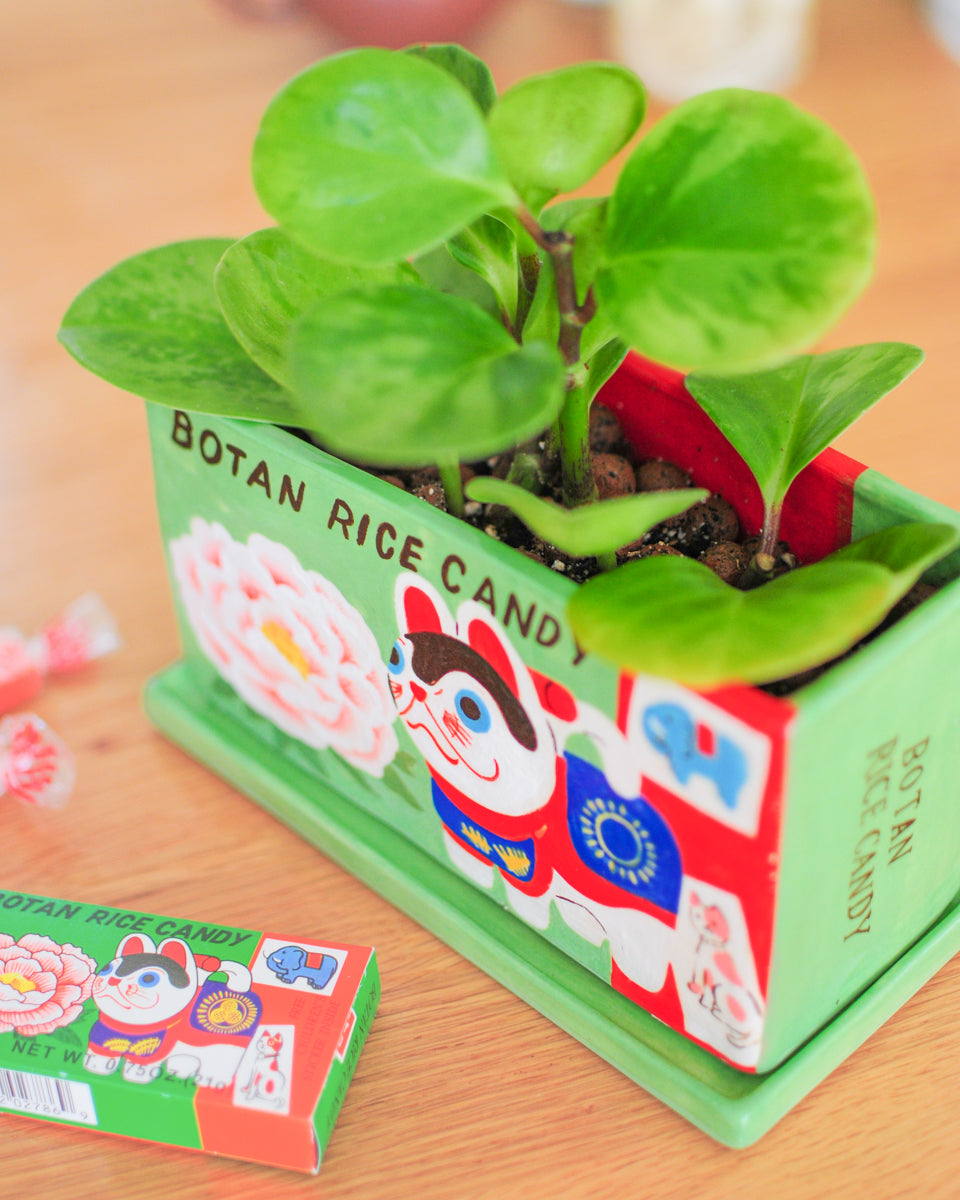 Botan Rice Candy planter